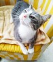 KItty (2)